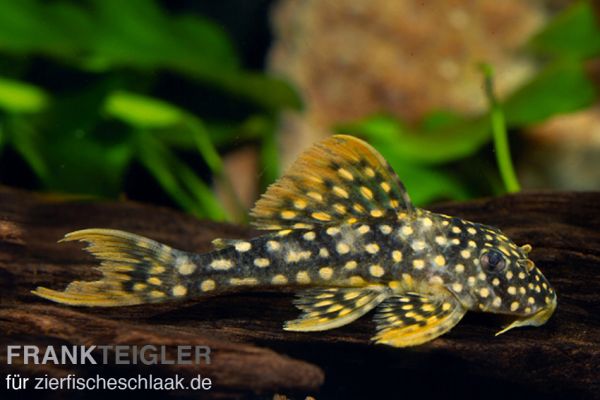 L 014 Sonnenwels - Scobiancistrus aureatus